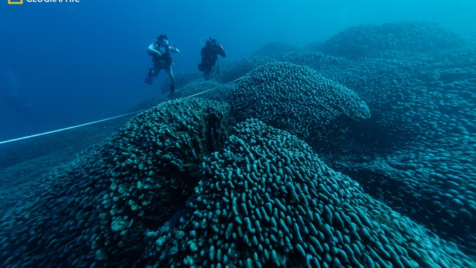 Tess Goldhagen and Ronnie Posala dive over the massive coral while it is being measured.