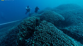Record-breaking mega coral visible from space is possibly 300 years old