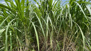 Sweet sustainability: Florida sugarcane farm committed to reducing waste