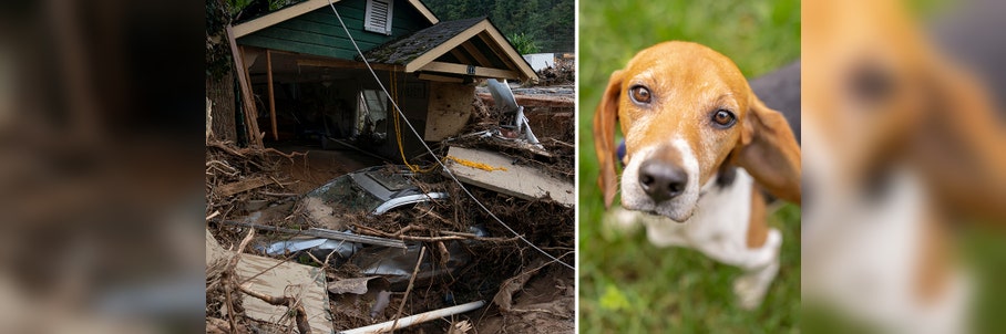 North Carolina dog's search for love after owners killed in Helene ends in joy amidst life's darkest hours