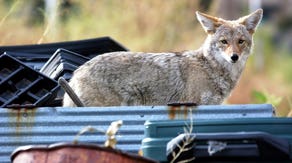 Coyote sightings in cities increase as mating season begins